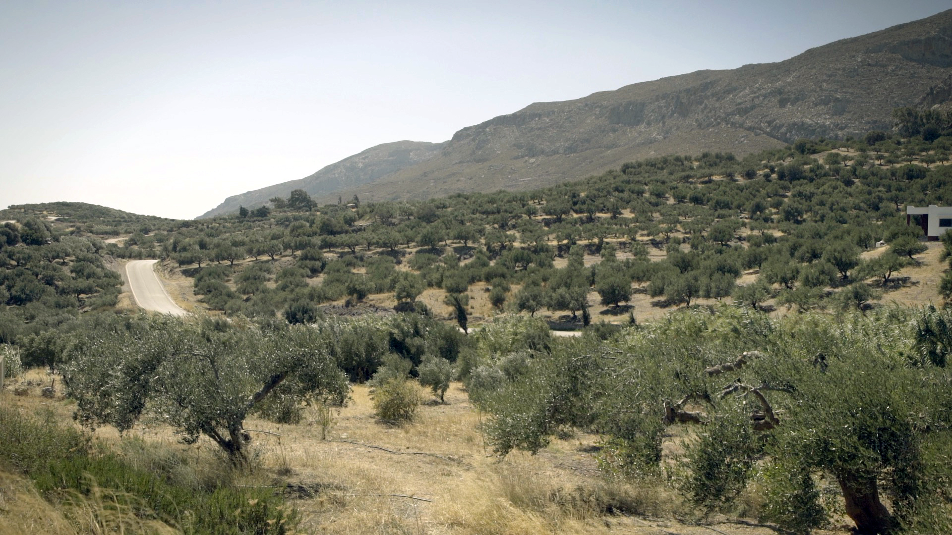 περιπατητικο ελαιουτουρισμο